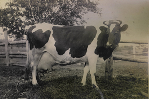 1925年当時の牛の写真
